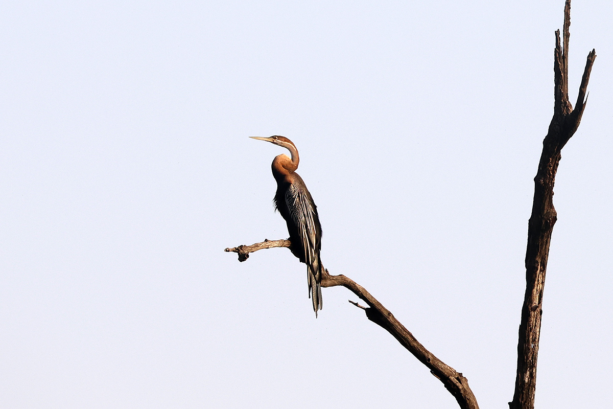 African Darter